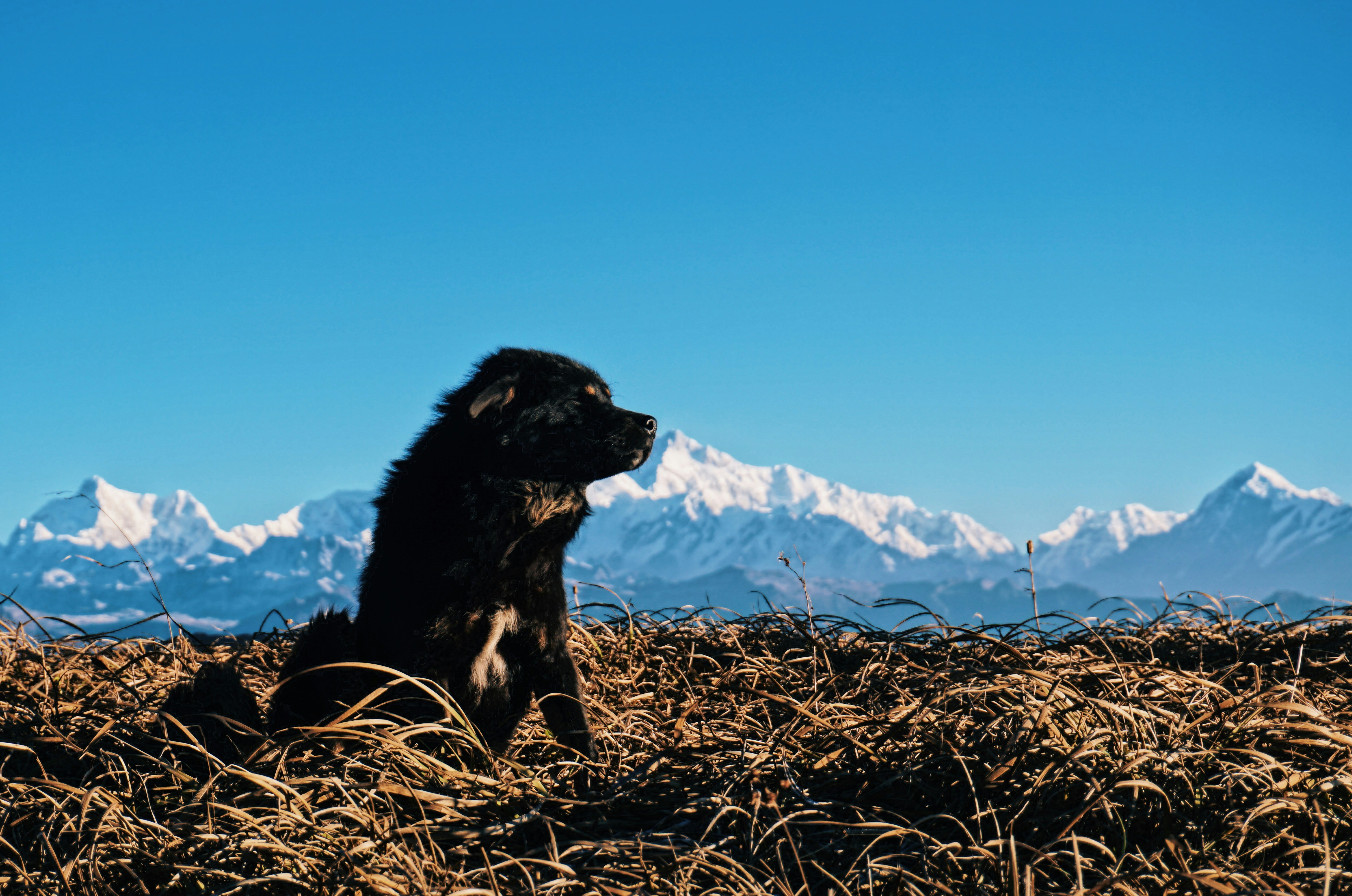 black dog sitting on brown grass
