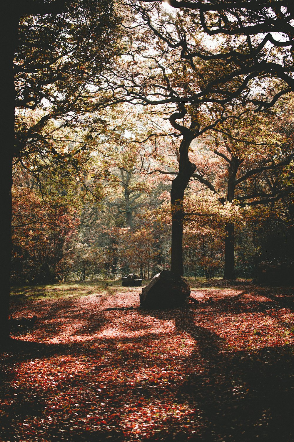 forest at daytime