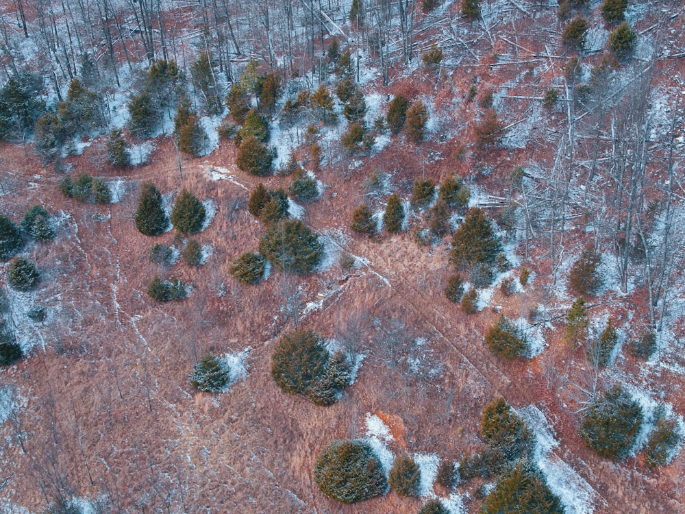 green trees