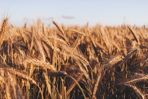 Quick Rundown: Russia Ukraine Tensions are Pushing Up Wheat Price Futures