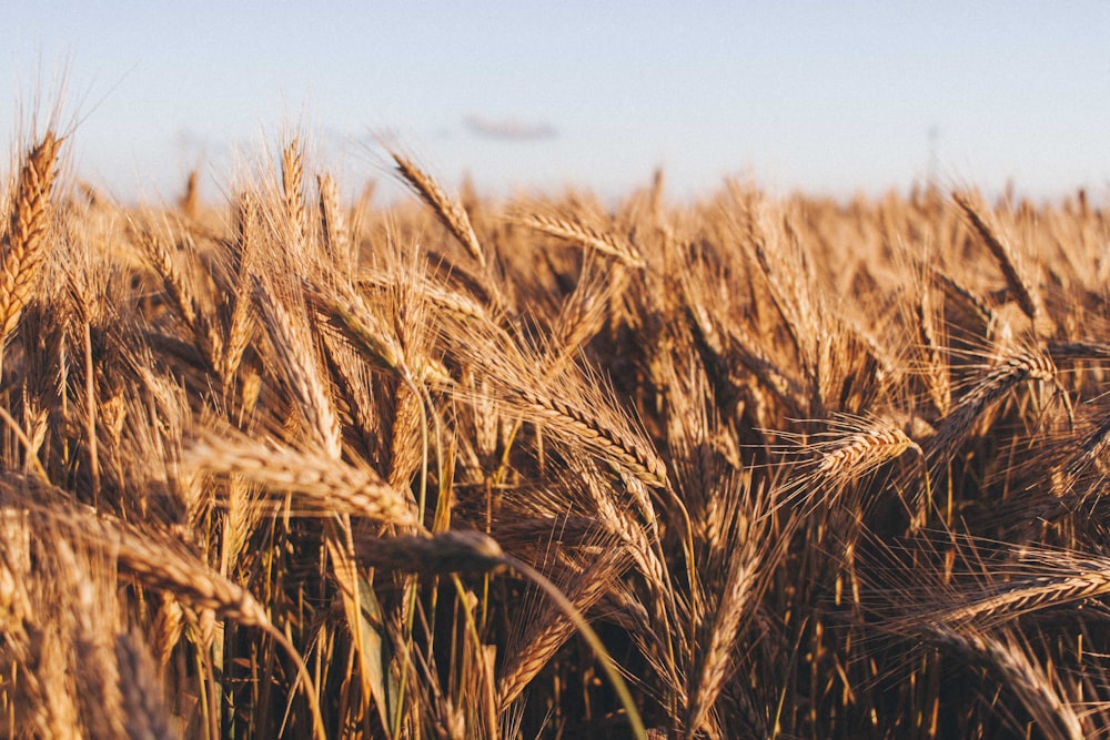 brown wheat at daytime