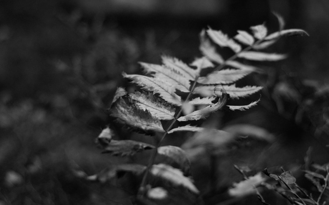 grayscale photography of fern plant