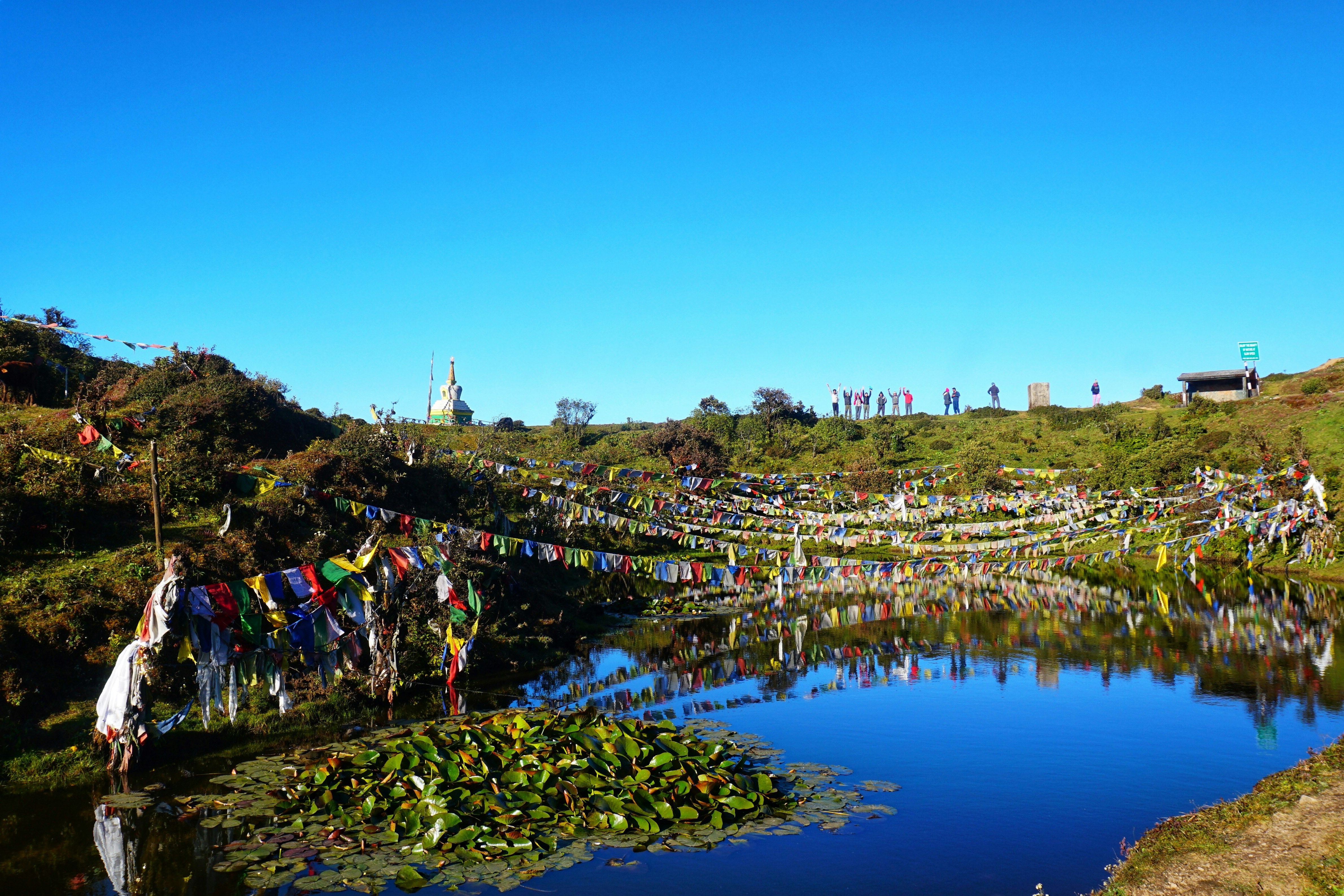 buntings above small body of water during daytime