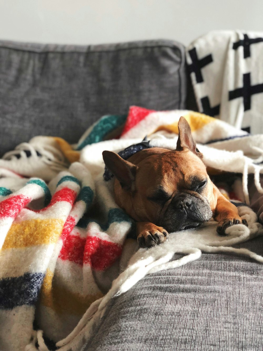 dog sleeping on white blanket