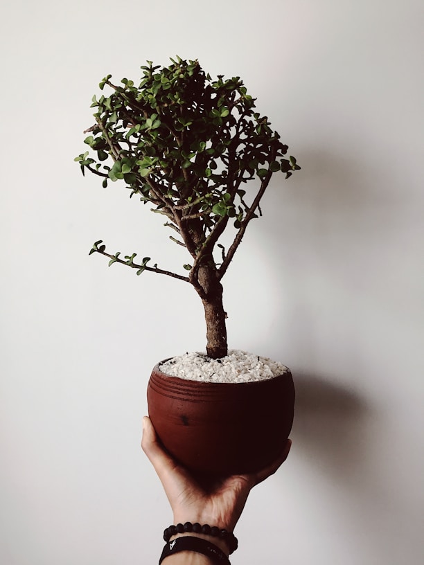 green bonsai