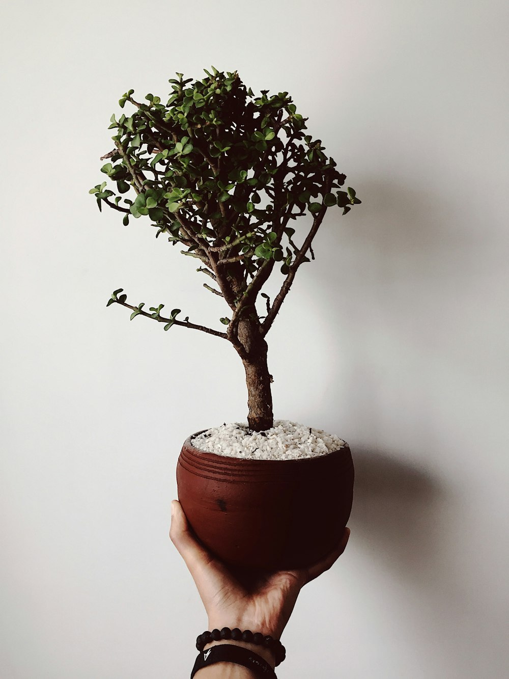 green bonsai