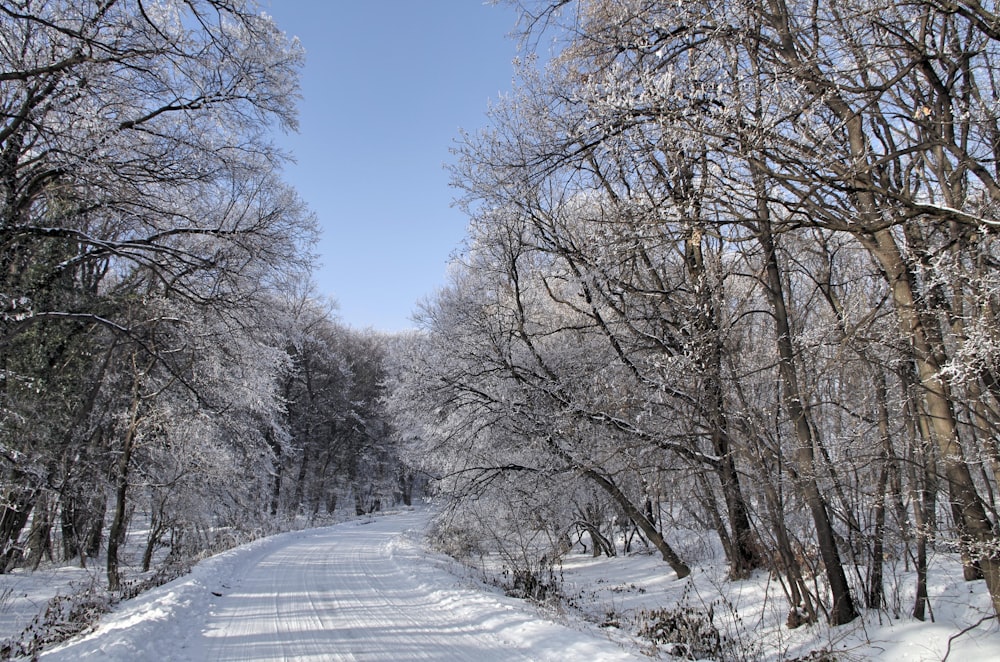 empty snow covered road in between trees at daytime