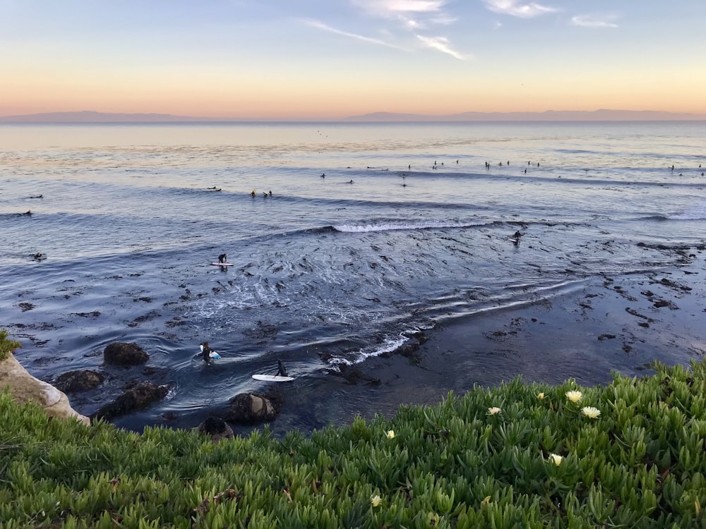 grasses and sea water during sunset