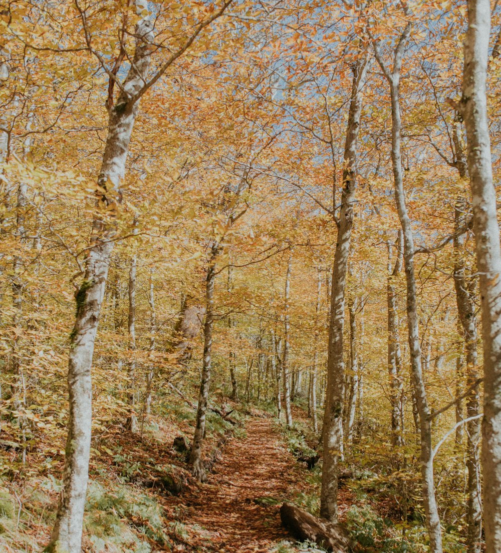 brown-leafed forest