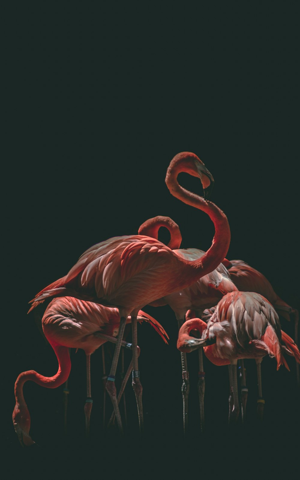 mehrere rosa Flamingos im vom Rand beleuchteten Raum
