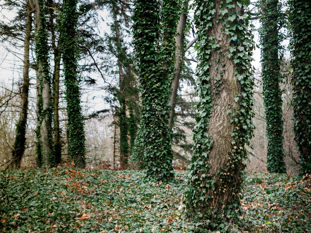 vine plants on tree trunks