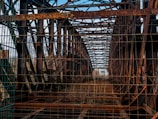 A rusted and damaged county bridge with visible structural wear.