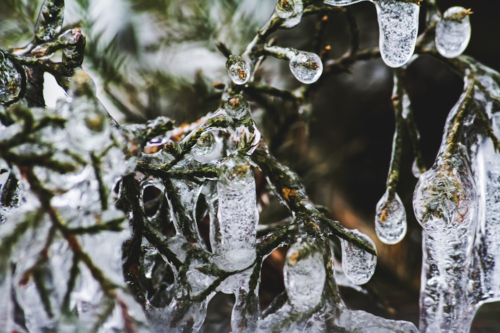 green tree with water drops