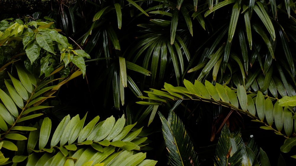 green leafed plant