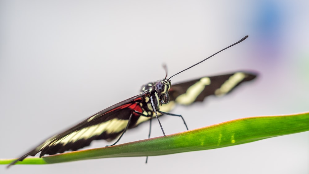 black and yellow butterfly perching on green leaf