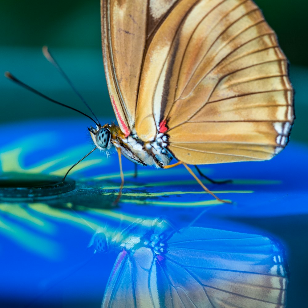 brown butterfly perched on blue surface in selective focus photograpy