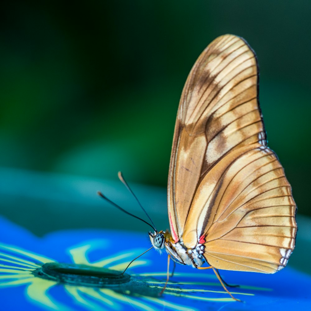 una farfalla seduta sopra un fiore blu