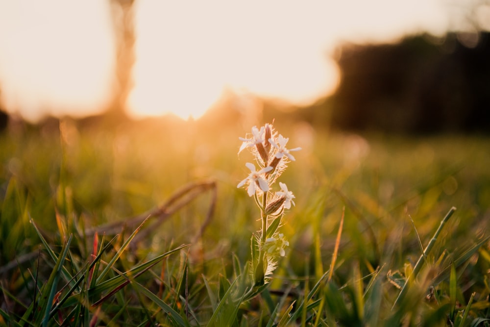 white flowered plant in middle of grassfield