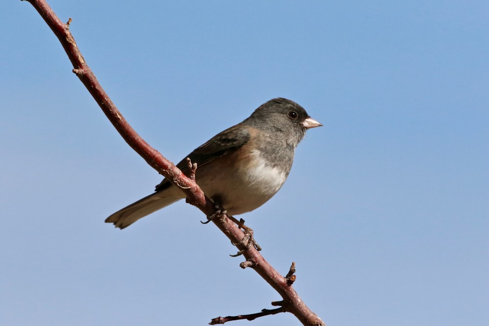 brown and gray bird