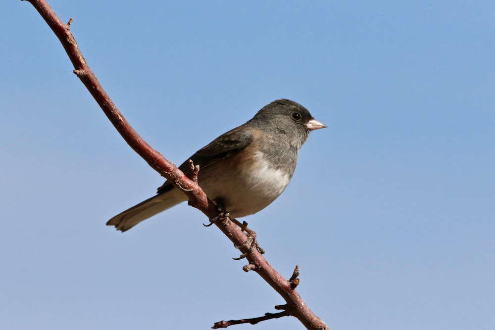 uccello marrone e grigio