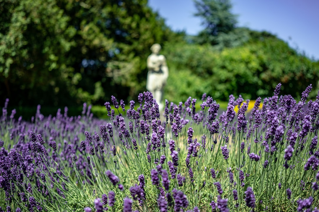 selective focus photography of purple flower field during daytime