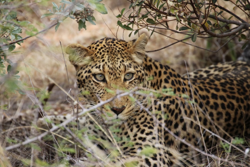leopard behind bush