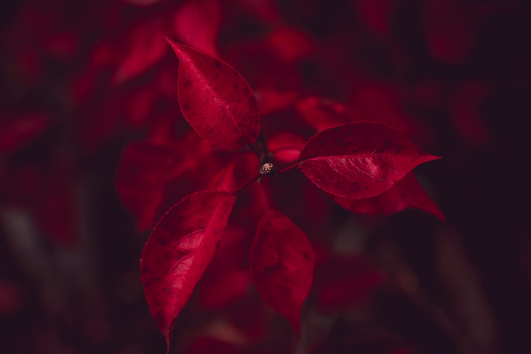 selective focus photography of red leaves