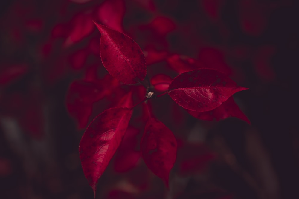 Fotografía de enfoque selectivo de hojas rojas