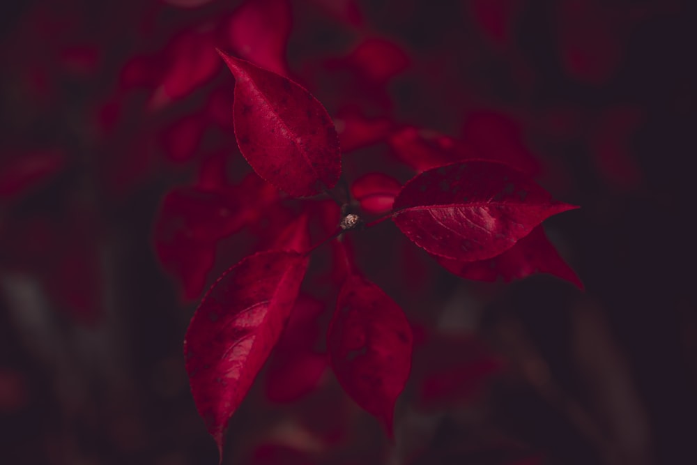 selective focus photography of red leaves