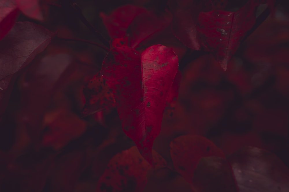 red and black floral textile