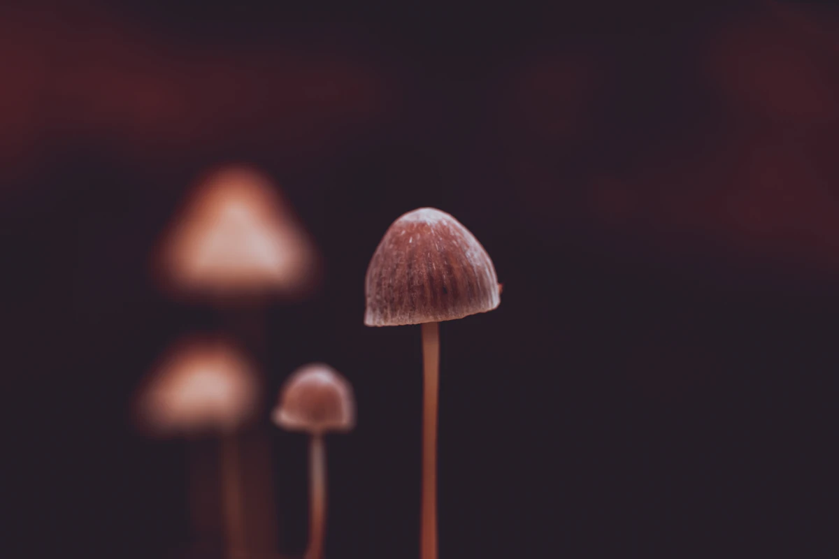 A mushroom emerging from the forest floor