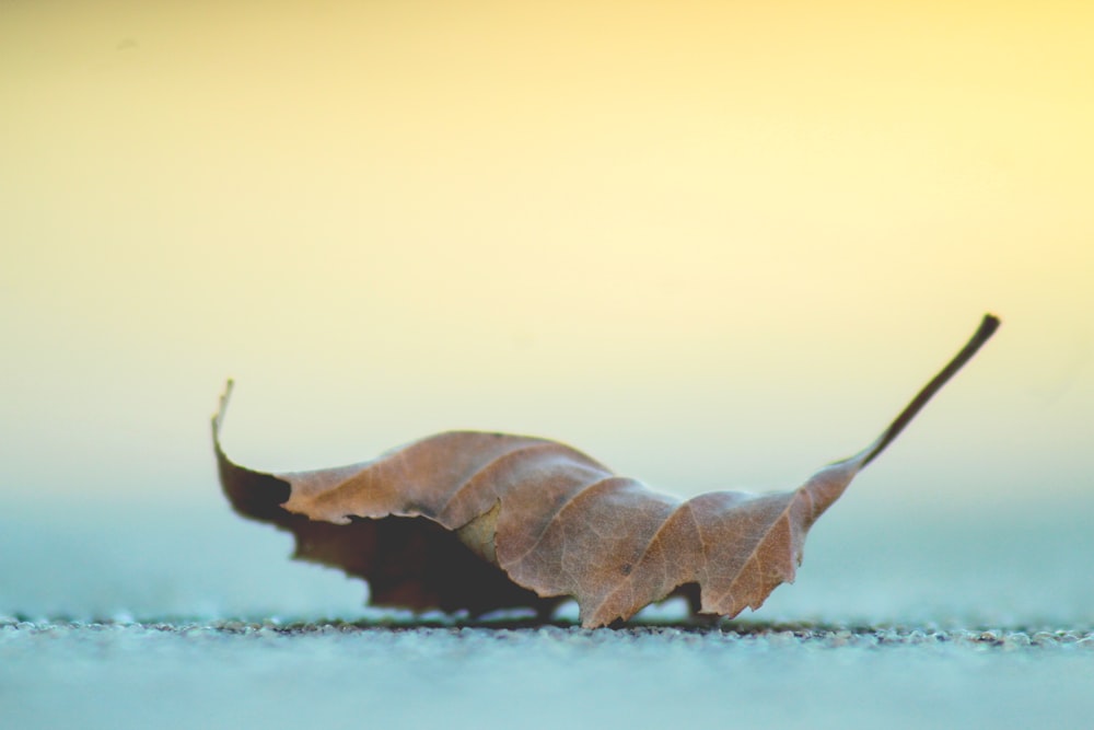 selective focus photo of maple leaf