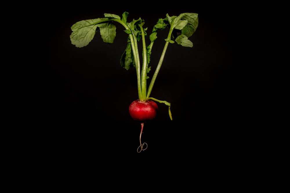 photo of red turnip