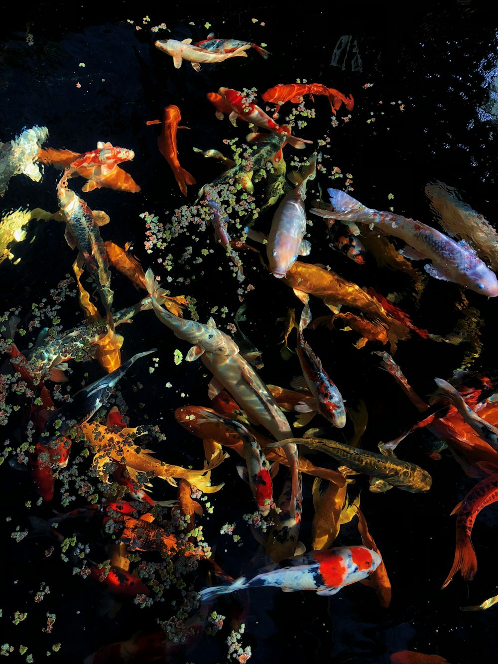 shoal of koi fish