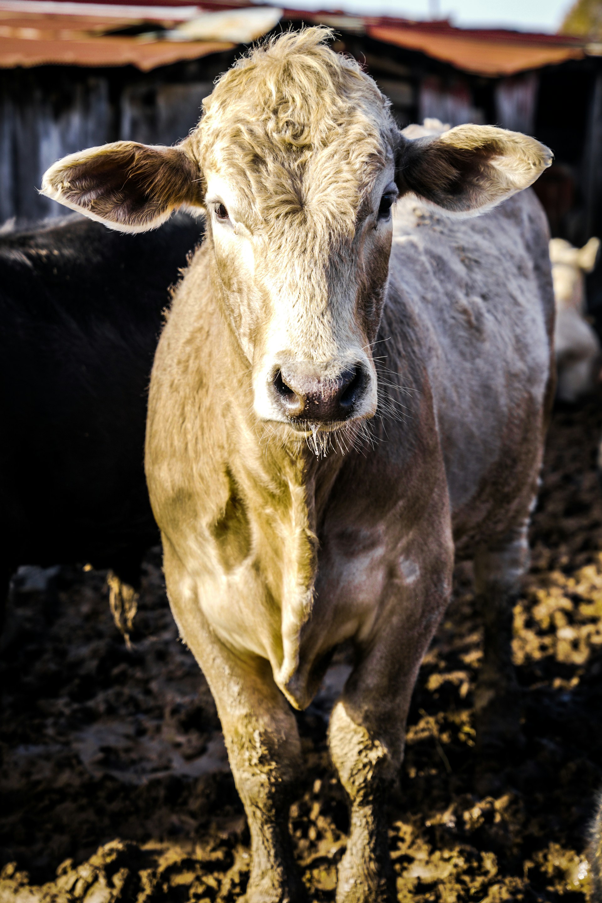 A large, light-colored cow stands facing the camera in a muddy pen. Its ears are perked up, and the texture of its fur is visible. The cow is well-lit, indicating the photo was taken during the day.