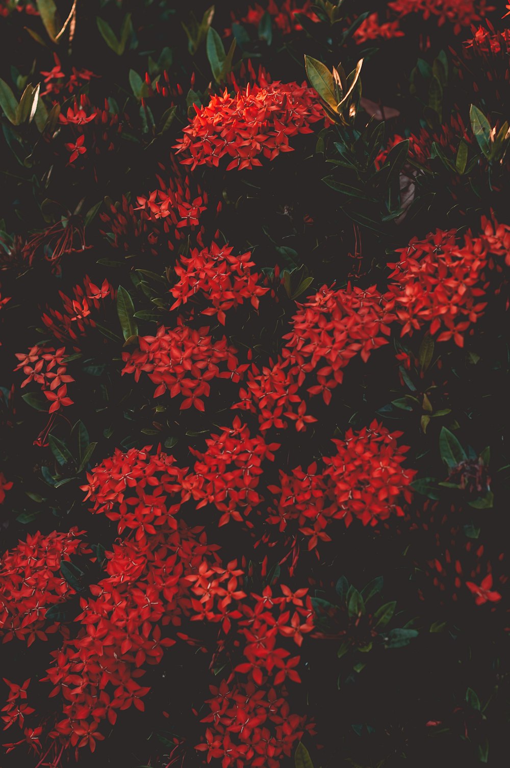 red petaled flowers