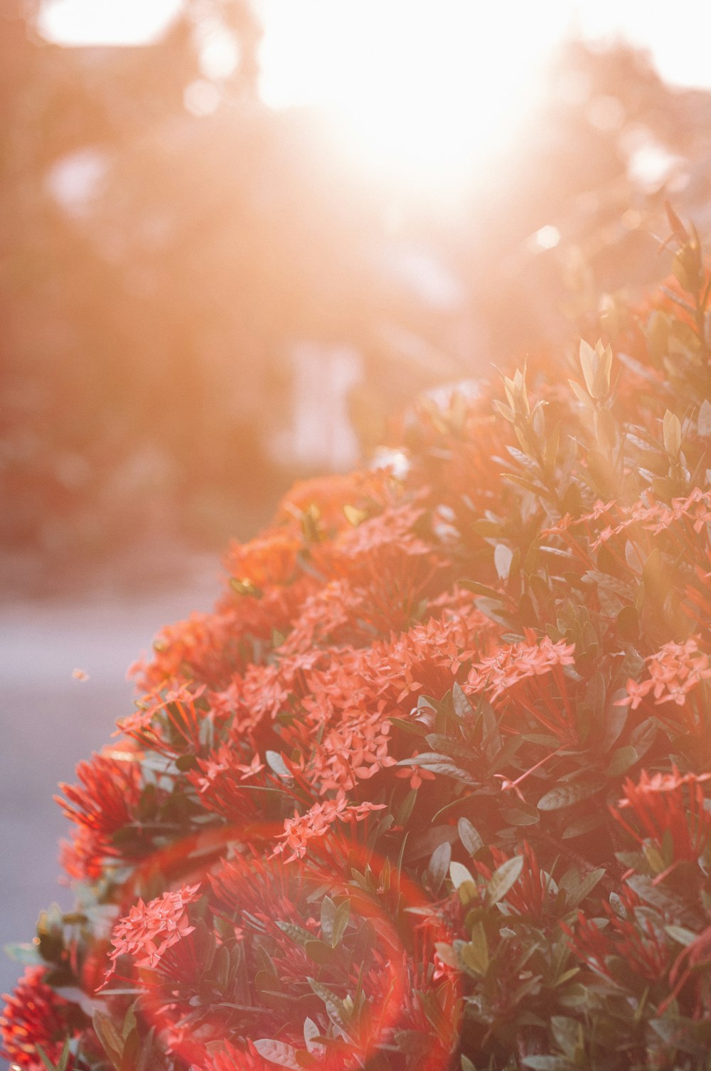 sun rays over red flowers