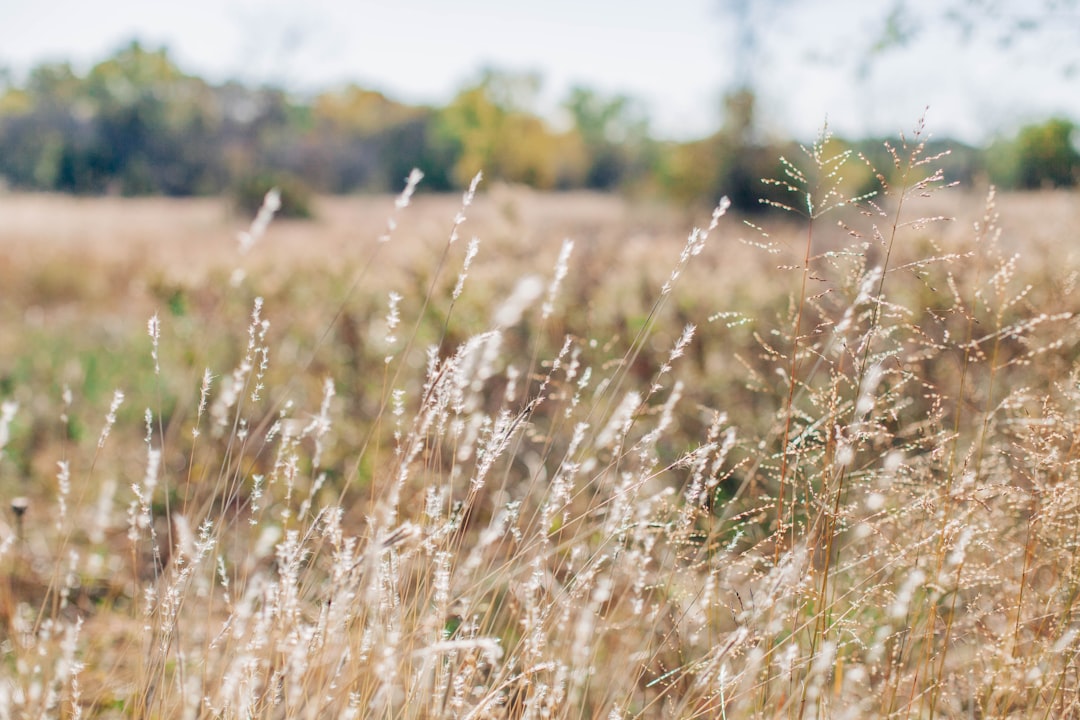 brown grasses