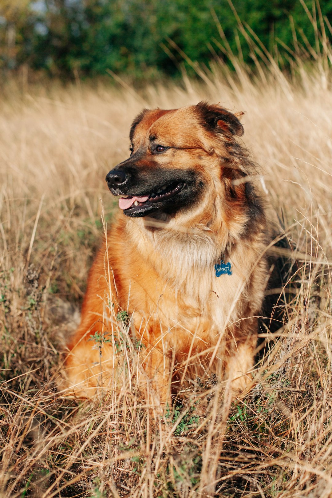 brown dog at a field
