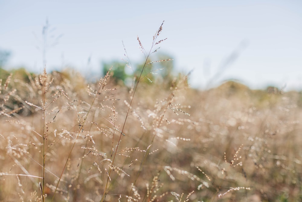 grass steams on daytime