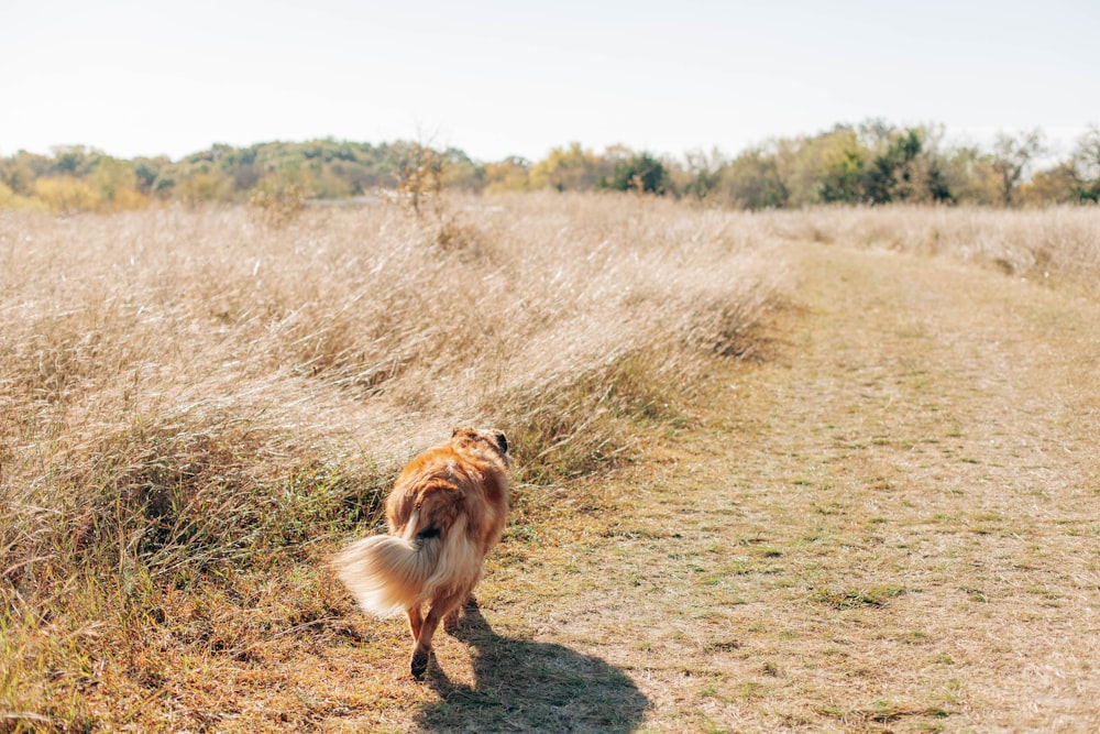 brown dog walking beside brown grass