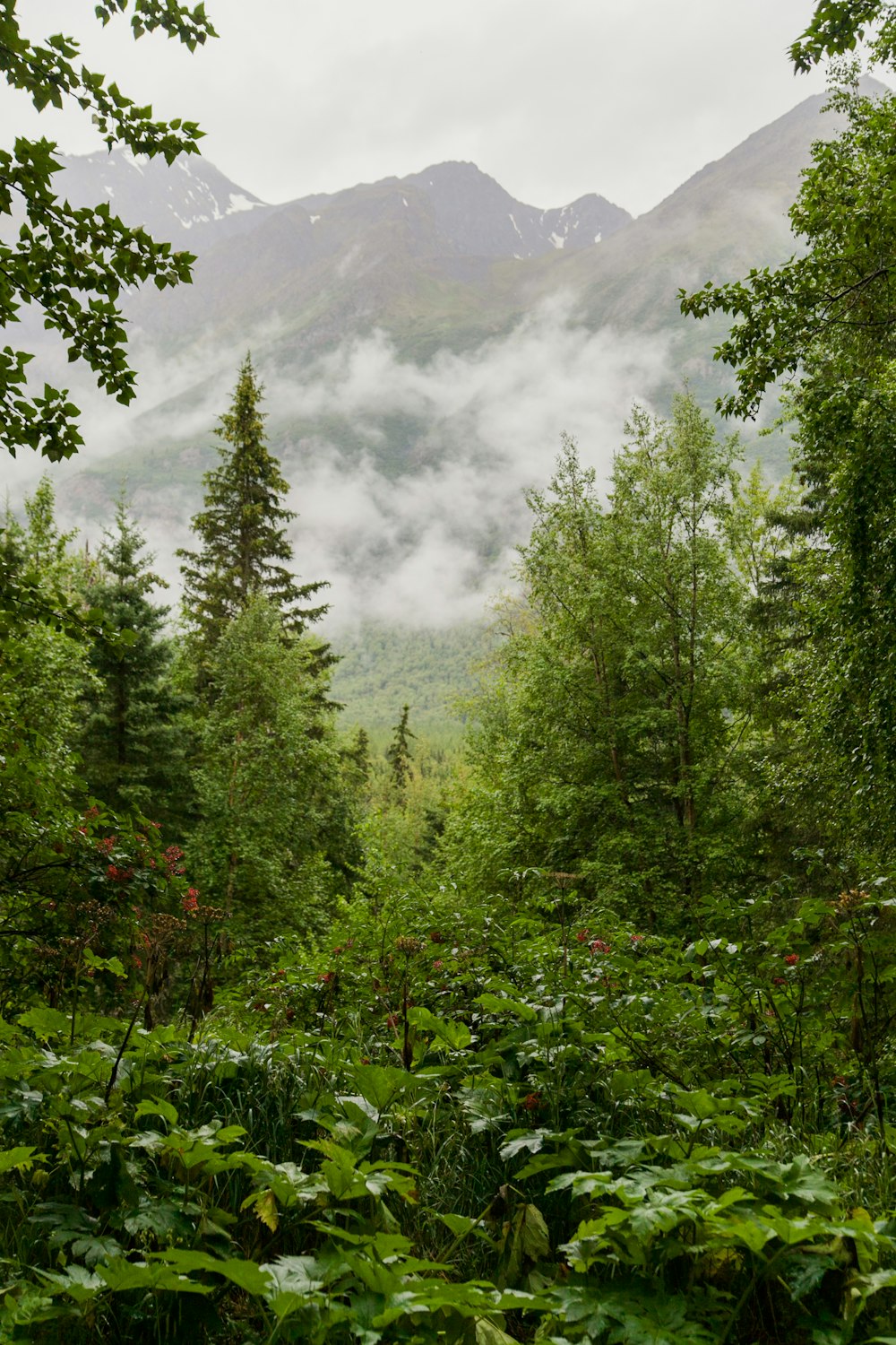 green trees view