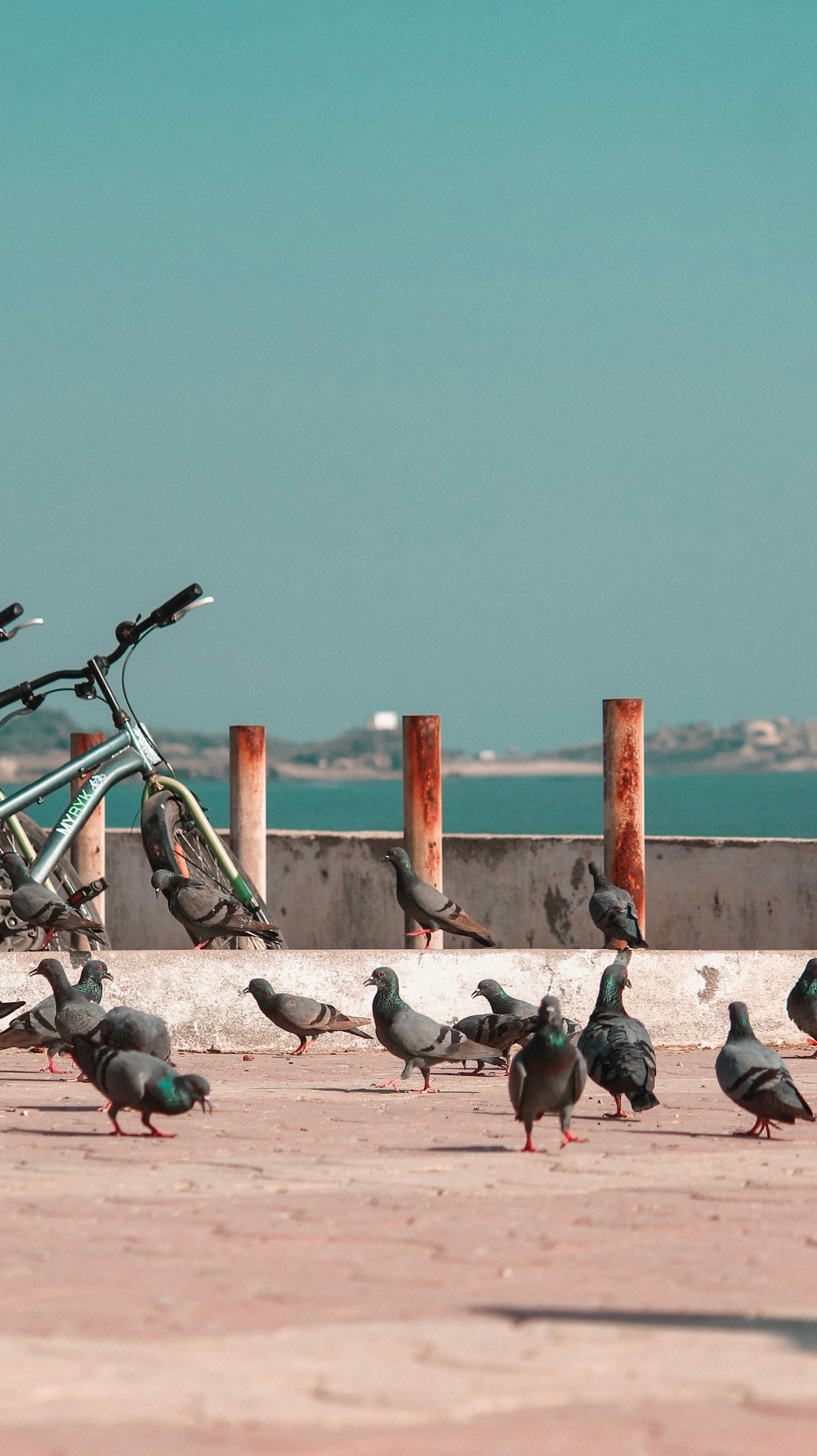 pigeons on gray concrete pavement