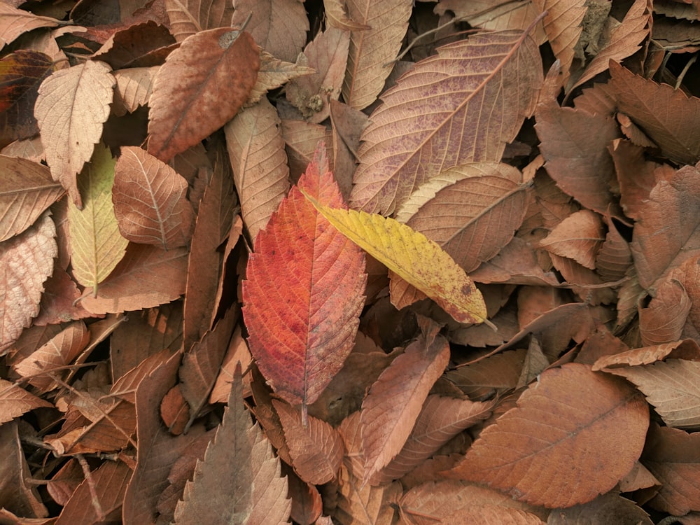 brown dried leaves