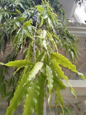 A beautifully packaged hoya plant ready for international shipment with tropical leaves visible.