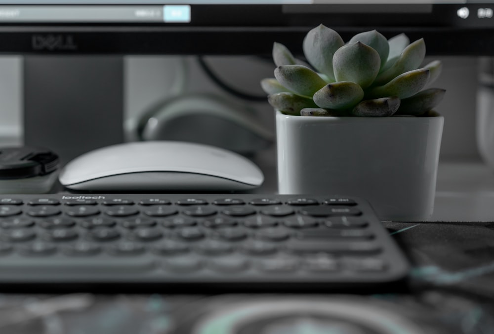 succulent plant near the keyboard