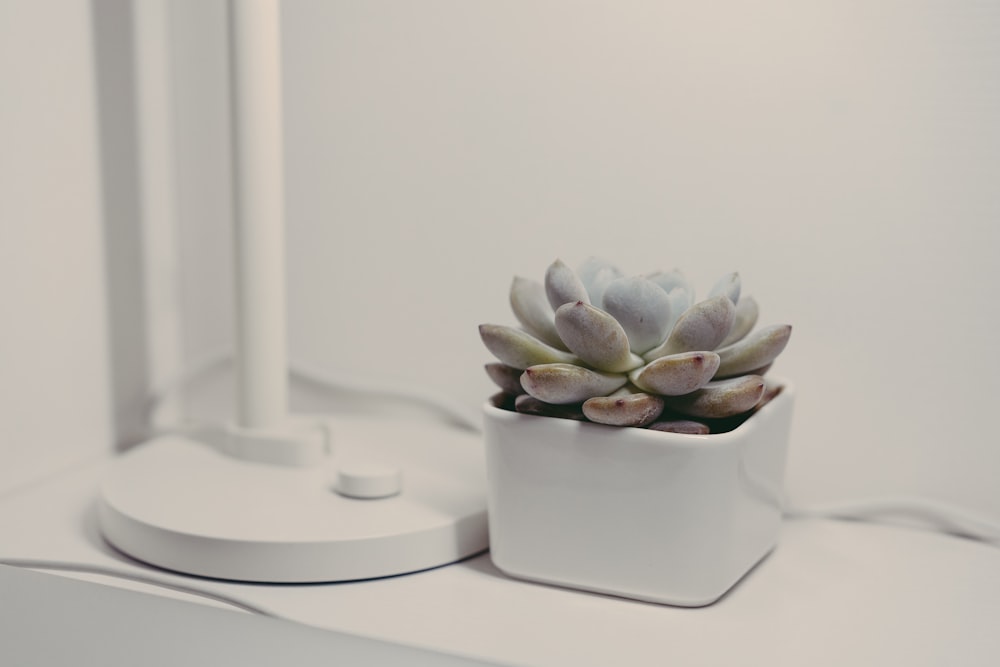 green succulent on white pot