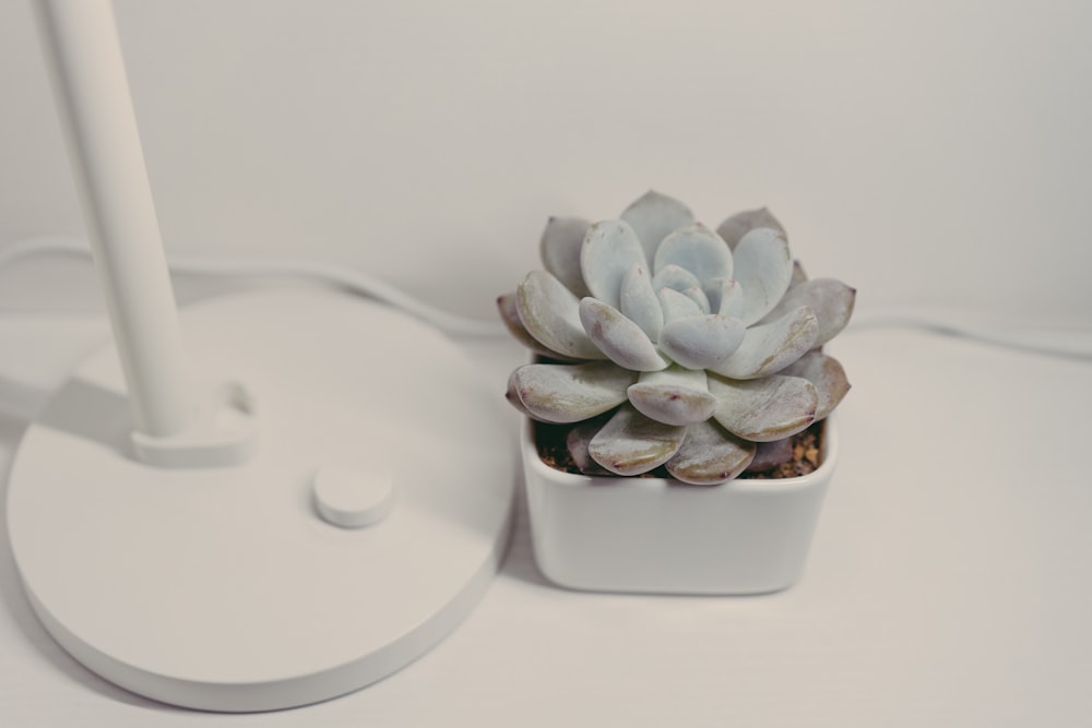 green succulent plant on white panel