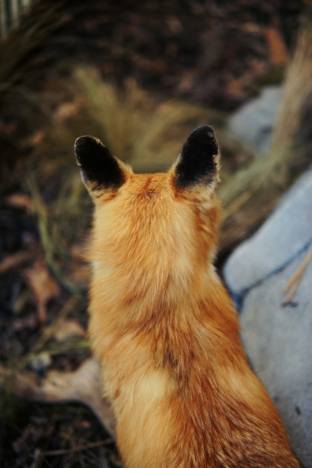 fotografia raposa vermelha