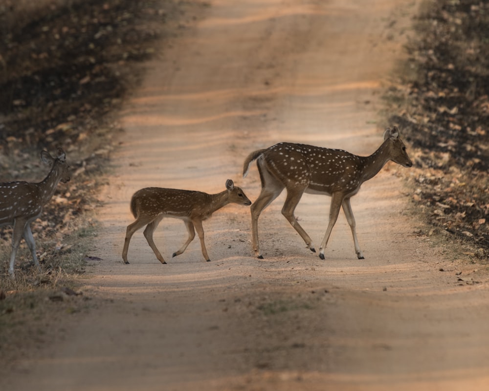 two brown deer on road
